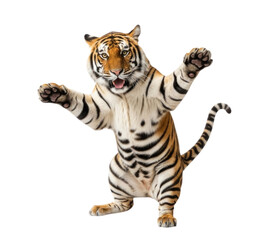 Obraz premium Playful Tiger Rearing Up on its Hind Legs cutout isolated transparent bg png