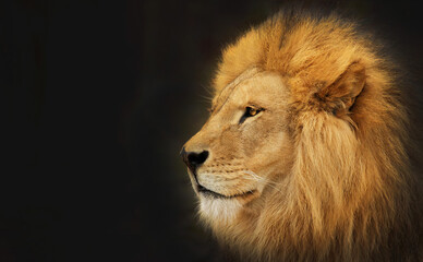Portrait of a Majestic Lion, shot in profile