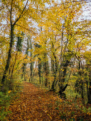 Fototapeta premium Chemin dans une forêt en automne. Route dans les bois et les arbres jaunes de l'automne. Chute de feuilles dans la forêt. Sentier dans les bois.