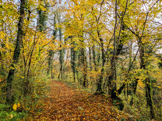 Chemin dans une forêt en automne. Route dans les bois et les arbres jaunes de l'automne. Chute de...