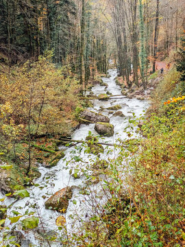 Rivi&egrave;re tumultueuse dans une for&ecirc;t en automne. Ruisseau dans les bois automnaux. Torrent de montagne. Chute de feuilles et source d'eau fra&icirc;che. Bois durant l'automne.
