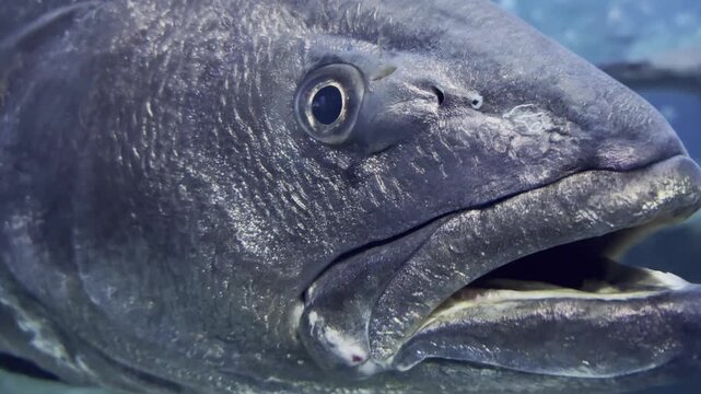 Argyrosomus regius, known as meagre or croaker, in an extreme close-up showing its reflective eye and powerful jaw. Check my portfolio for more croaker footage.