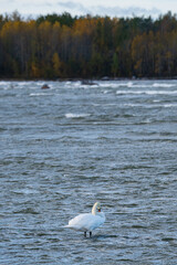 Beautiful swan standing alone in shallow coastal waters with autumn trees on the distant shore, cloudy sky above, and gentle waves creating a tranquil seasonal wildlife habitat