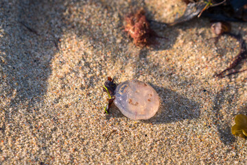 Small translucent jellyfish washed ashore on a sandy beach with seaweed and pebbles in a shallow water tide pool, showing marine life and coastal ecosystem in a natural habitat