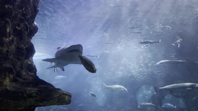 Carcharias taurus, the sand tiger shark, seen from below at San Sebastian aquarium. Its wide jaw with visible teeth and triangular head dominate the frame. Check my portfolio for more shark footage.