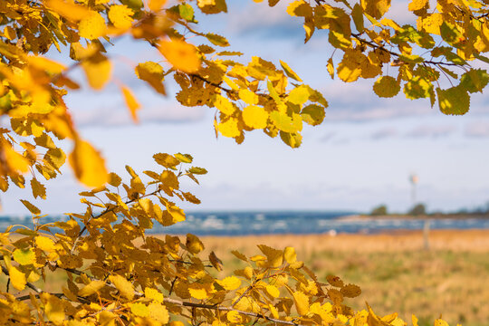Golden yellow autumn leaves on tree branches frame a blurred seascape view with rocky beach, blue water, and cloudy sky in a peaceful 
