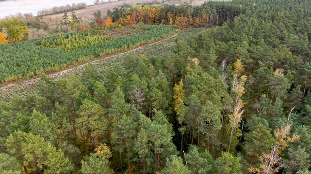 Aerial to Vistula River forest farm north Poland 4K. Forests with rural farm agriculture farm landscape. Historic and economic basis of eastern Europe. Autumn fall colors. Rich agricultural heritage.