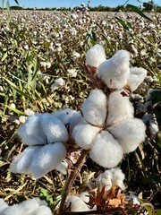 Cotton bud close up on the field in Uzbekistan. Crop and harvest.
