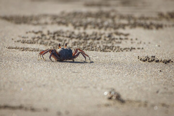 An Ocypode stimpsoni crab stands on a sandy beach, its shell catching the light, with small sand...
