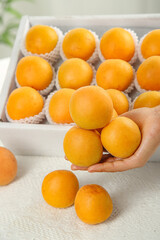 Fresh Organic Apricots from Shaanxi Shandong Provinces Hand Selected Premium Quality Fruit Harvest Wooden Crate Display