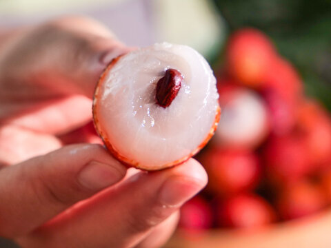 Fresh Lychee Fruit from Gaozhou China - Hand Holding Peeled White Flesh Tropical Fruit with Red Seed