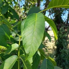 Fototapeta premium Fresh Walnut Tree Leaf Shining in Sunlight