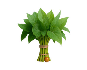 A vibrant bunch of fresh green betel leaves tied with natural twine on a dark background