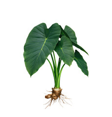 A vibrant green taro plant with exposed roots and large leaves against a stark black background