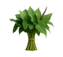 A fresh bunch of vibrant green sorrel leaves tied with twine against a stark black background studio shot