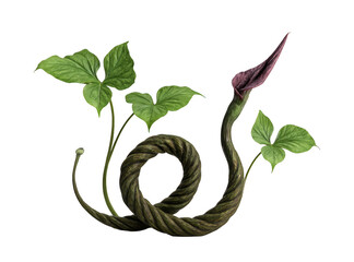 Mysterious coiled plant stem with vibrant green leaves and a dark purple bud against a stark black background