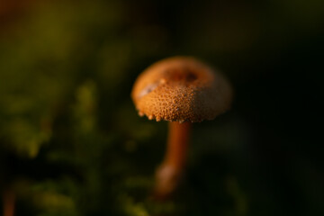 Close-up photo of mushrooms on a dark background