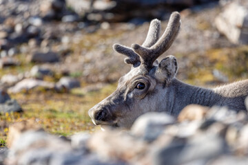 Young reindeer, Rangifer tarandus platyrhynchus, hidden behind the rocks and tundra of Ossian Sarsfjellet, a protected nature reserve in Kongsfjorden, Svalbard.