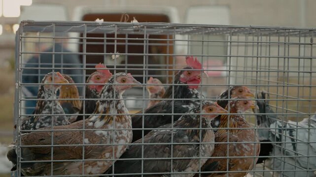 Sebright chickens are seen in cages at a local bird market, surrounded by various vendors and buyers looking for their ideal birds. A vibrant atmosphere fills the space.