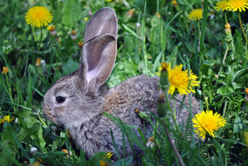 rabbit in the grass