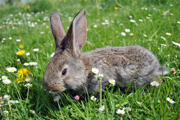 rabbit in grass