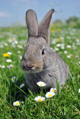 rabbit in the grass