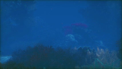Beneath the calm surface, underwater vegetation sways gently in the water. Shadows of rocks and corals create an enchanting atmosphere during twilight hours.
