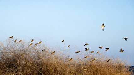 Flock of Sparrows on a Dry Bush with Some Taking Off in the Afternoon Light, Larnaca, Cyprus