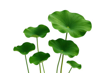 Vibrant green lotus leaves with ruffled edges emerge from dark water against a stark black background