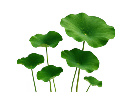 Vibrant green lotus leaves with ruffled edges emerge from dark water against a stark black background