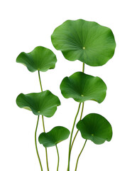 Close up of vibrant green lotus leaves emerging from water against a stark black background with delicate stems