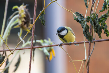 Great Tit (Parus major) close-up