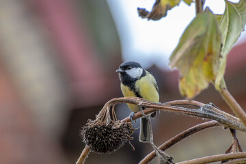 Great Tit (Parus major) close-up