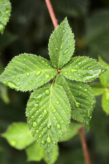 water drops on green leaves