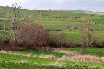 cultivated agricultural lands in spring