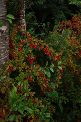 Mountain nature in Austria