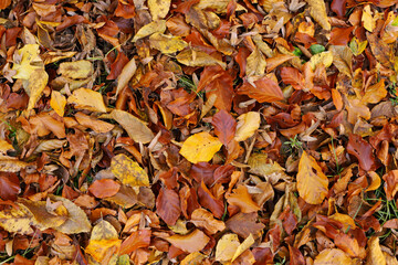 Autumn leaves on the ground