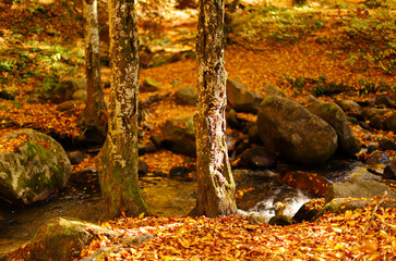 Autumn vibes in the forest