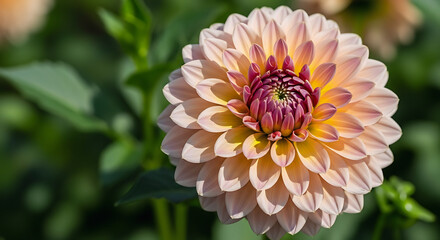 Macro photograph of a blooming pink and orange dahlia flower with detailed petals and natural background.