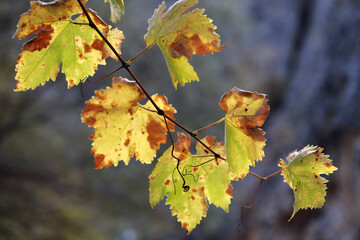 Yellowed branches of vine leaves in autumn