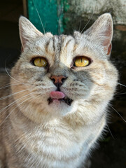 A cute cat licks its lips.