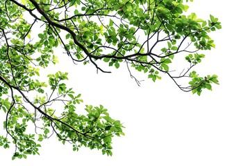 Branch with green leaves over white, nature background for design templates