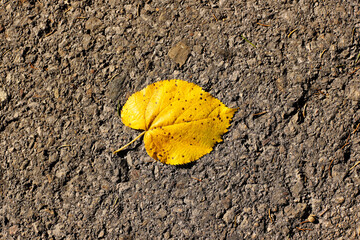 Yellow leaf on gray asphalt