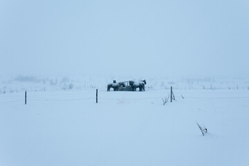 horses in the snow
