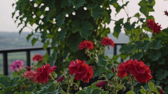graceful 4k slow motion video red pink geraniums blooming terrace under sunlight showing petals swaying softly wind radiant detail