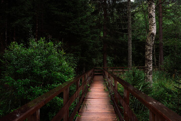 Mountain nature in Austria