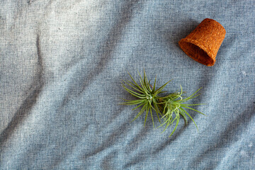 Soft Light Flat Lay of Unpotted Air Plant and Pot with Wide Copy Space on Blue Linen.