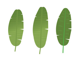 Tropical green leaves: Vibrant green tropical leaves isolated, perfect for adding a touch of nature and serenity to any design, evoking a sense of calm and natural beauty.