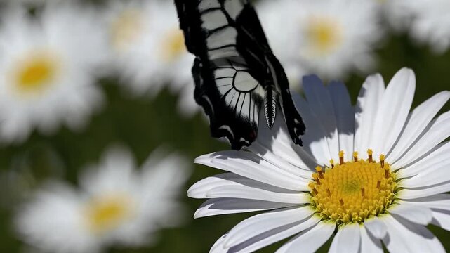 mesmerizing 4k macro galatea butterfly patterned wings walking over daisy bloom illuminated bright sunshine field flowers