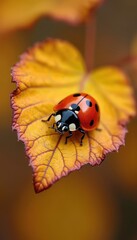 Fototapeta premium Ladybug sits on dry leaf. Coccinellidae crawls on yellow foliage in fall season. Red bug with black dots walks in autumnal nature garden. Closeup view. Macro shot of bug.